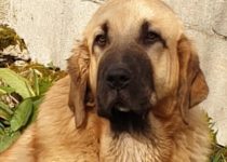 20200330_cava2 20200330_cava2