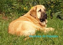 20200330_cava5 20200330_cava5