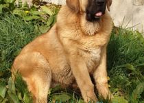 20200330_cava_portada 20200330_cava_portada