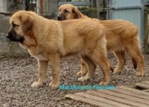 20200403_cava1 20200403_cava1