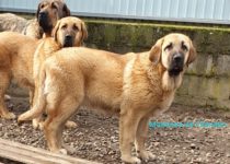 20200403_cava2 20200403_cava2