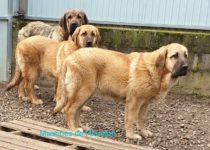 20200403_cava3 20200403_cava3