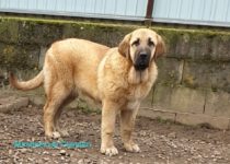 20200403_cava4 20200403_cava4