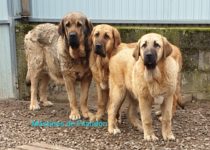 20200403_cava5 20200403_cava5