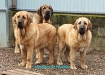 20200403_cava6 20200403_cava6