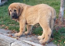 Leal De Filandon Leal De Filandon