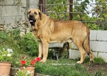 Leal_De_Filandon_Mastines_2023 (7) Leal_De_Filandon_Mastines_2023 (7)