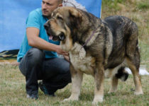 bruma (11) bruma (11)