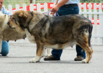 bruma (12) bruma (12)