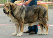 bruma (13) bruma (13)