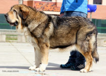 bruma (14) bruma (14)