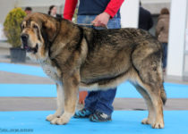 bruma (15) bruma (15)