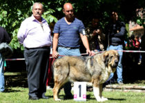 bruma (16) bruma (16)