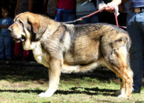 bruma (17) bruma (17)