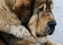 bruma (18) bruma (18)