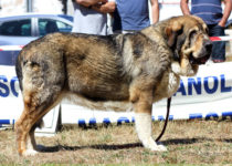 bruma (19) bruma (19)