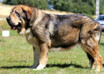 bruma (20) bruma (20)