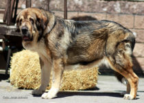 bruma (22) bruma (22)