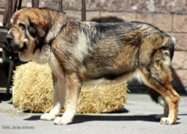 bruma (23) bruma (23)