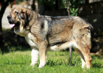 bruma (24) bruma (24)