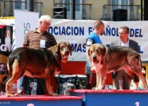 bruma (25) bruma (25)