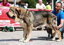 bruma (27) bruma (27)