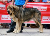 bruma (28) bruma (28)