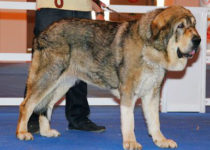 bruma (29) bruma (29)