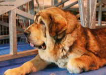 bruma (31) bruma (31)