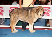 bruma (32) bruma (32)