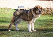 bruma (33) bruma (33)