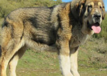 bruma (35) bruma (35)