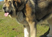 bruma (37) bruma (37)