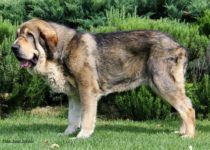 bruma (40) bruma (40)