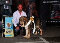 bruma (41) bruma (41)