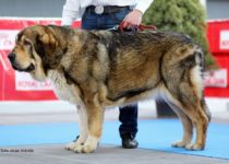 bruma (42) bruma (42)