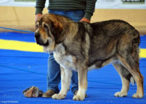 bruma (45) bruma (45)