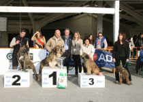 bruma (46) bruma (46)