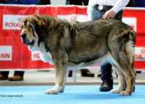 bruma (47) bruma (47)