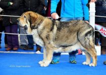 bruma (48) bruma (48)