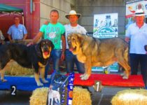 bruma (49) bruma (49)