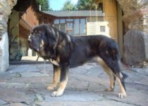 duquesa (4) duquesa (4)