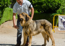 fresno de filandon fresno de filandon