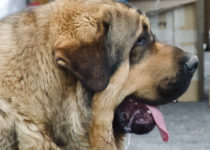 fresno de filandon fresno de filandon